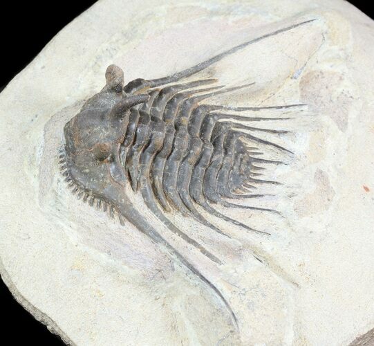 Large, Leonaspis prescheri Trilobite - Lghaft, Morocco #45587